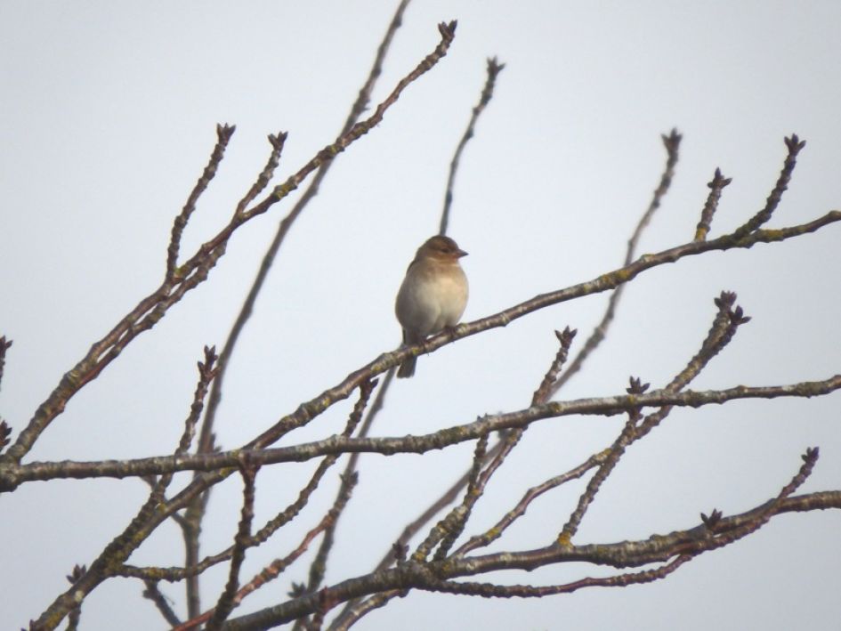 welk vogeltje is dit